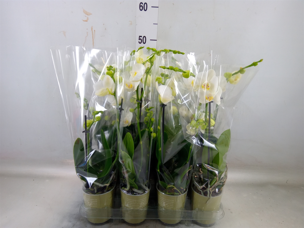 Горшечные цветы и растения оптом Phalaenopsis   ...white от 12шт (для телеги) из Голландии с доставкой по России