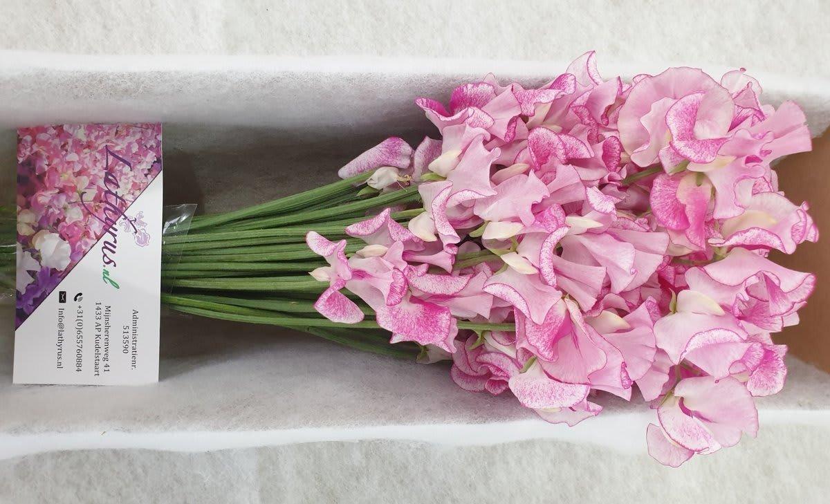 Срезанные цветы оптом Lathyrus wedding rose от 30шт из Голландии с доставкой по России