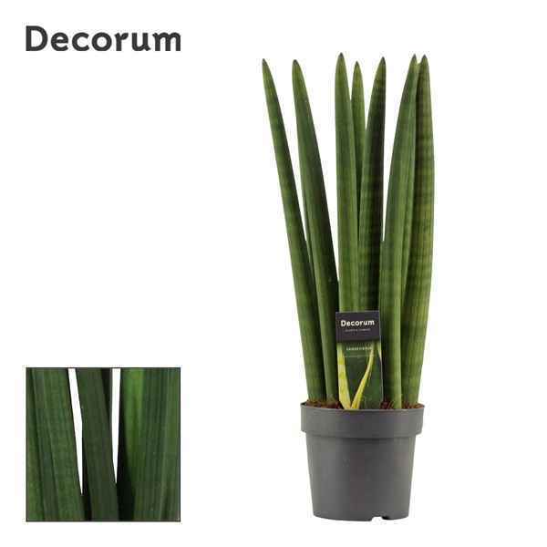 Горшечные цветы и растения оптом Sansevieria Cylindrica Straight (decorum) от 7шт из Голландии с доставкой по России