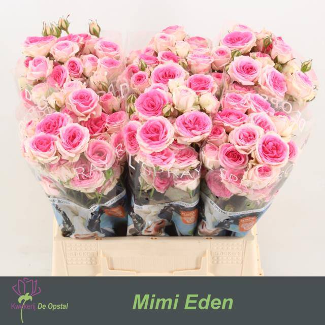 Срезанные цветы оптом Rosa spray mimi eden от 60шт.. из Голландии с доставкой по России