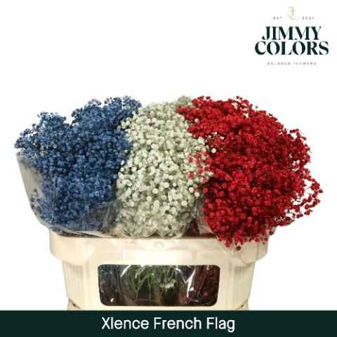 Срезанные цветы оптом Gyps large paint french flag от 75шт из Голландии с доставкой по России