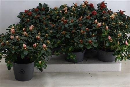 Горшечные цветы и растения оптом Azalea Mix от 6шт из Голландии с доставкой по России