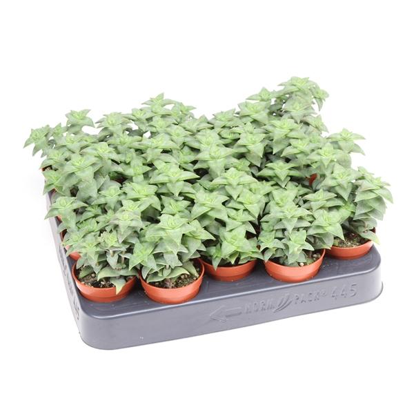 Горшечные цветы и растения оптом Crassula Perfossa Green от 20шт (для телеги) из Голландии с доставкой по России