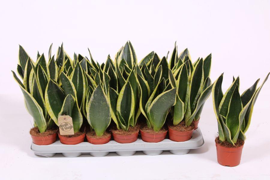 Горшечные цветы и растения оптом Sansevieria Black Superba от 12шт (для телеги) из Голландии с доставкой по России