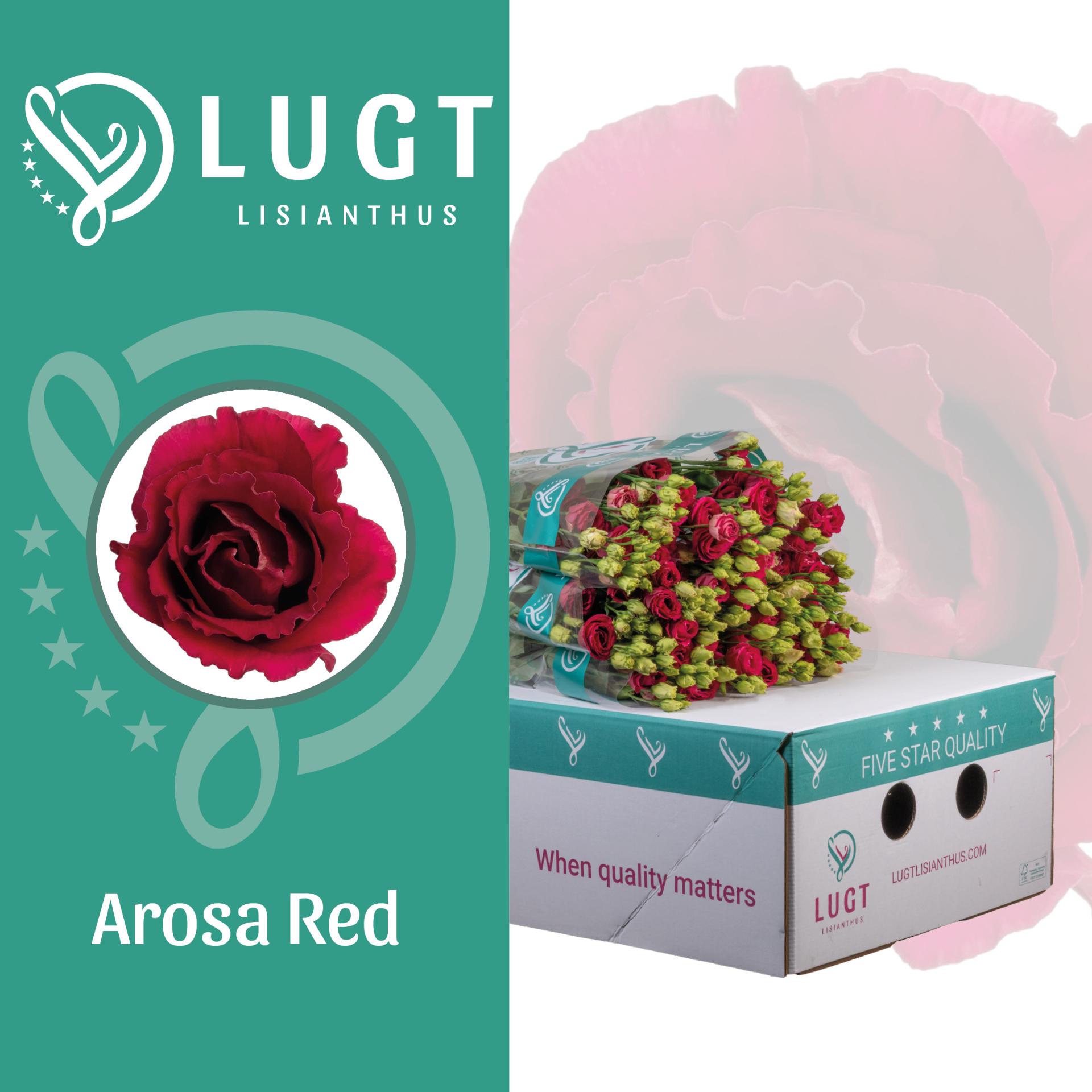 Срезанные цветы оптом Lisianthus do arosa red A от 40шт из Голландии с доставкой по России