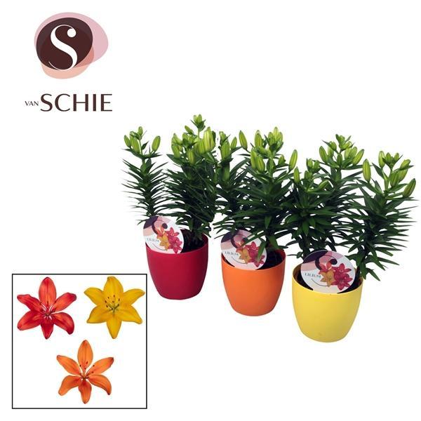Горшечные цветы и растения оптом Lilium As Mix 3pp Decopot от 6шт из Голландии с доставкой по России