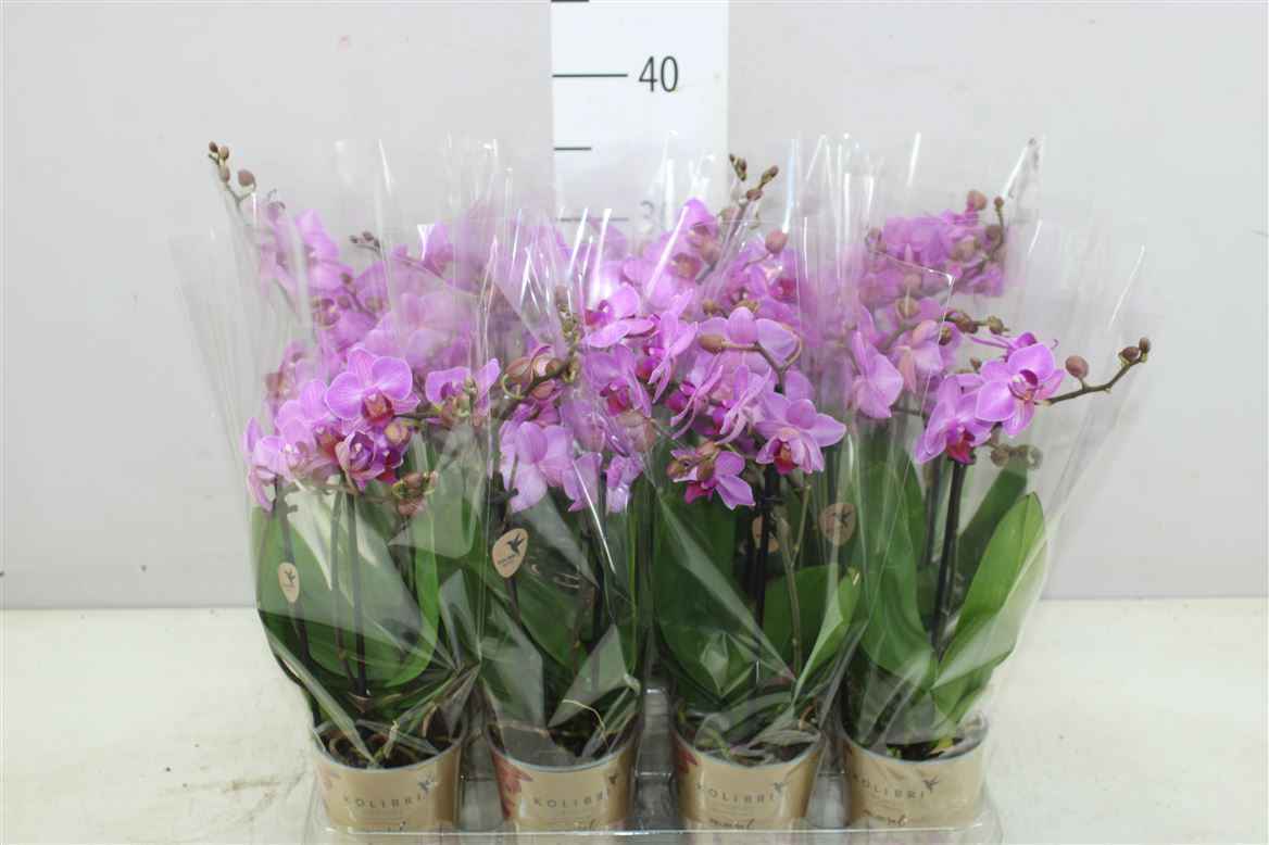 Горшечные цветы и растения оптом Phal Midi Paars 2 Tak от 12шт из Голландии с доставкой по России