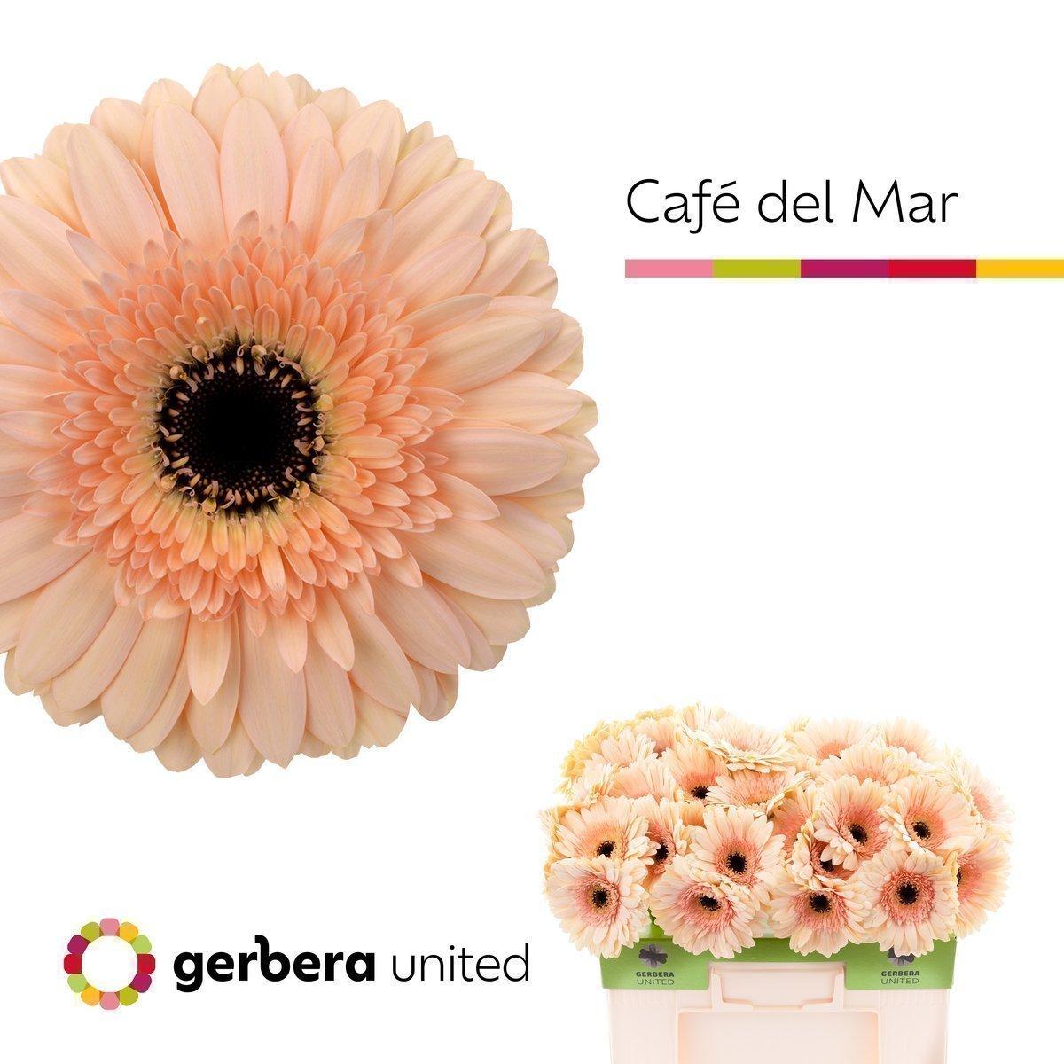 Срезанные цветы оптом Gerbera cafe del mar от 40шт. из Голландии с доставкой по России