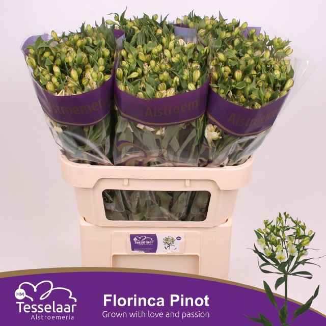 Срезанные цветы оптом Alstroemeria fl pinot от 40шт из Голландии с доставкой по России