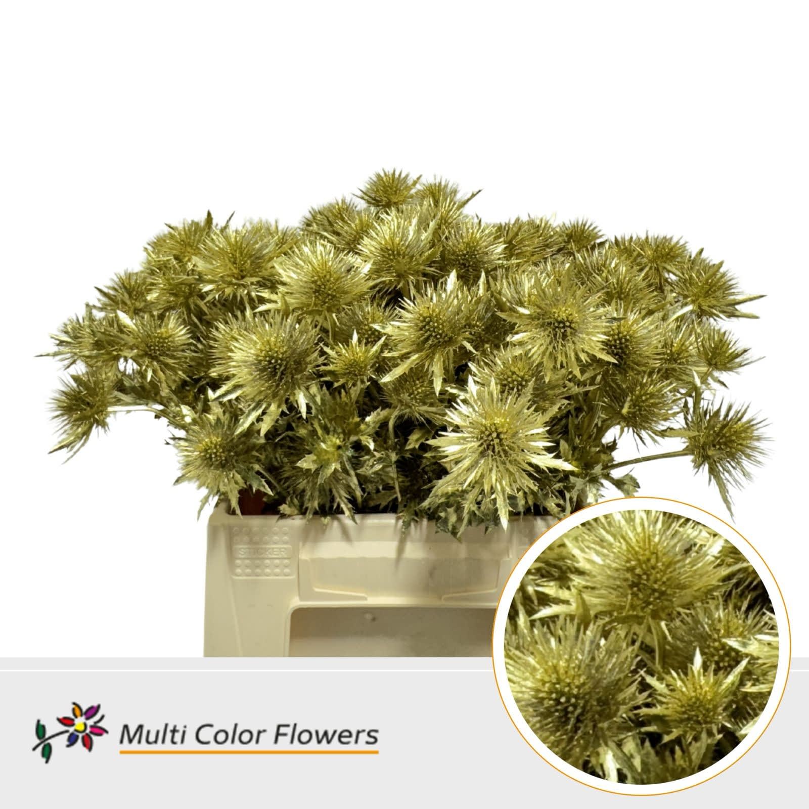 Срезанные цветы оптом Eryngium paint gold от 60шт из Голландии с доставкой по России