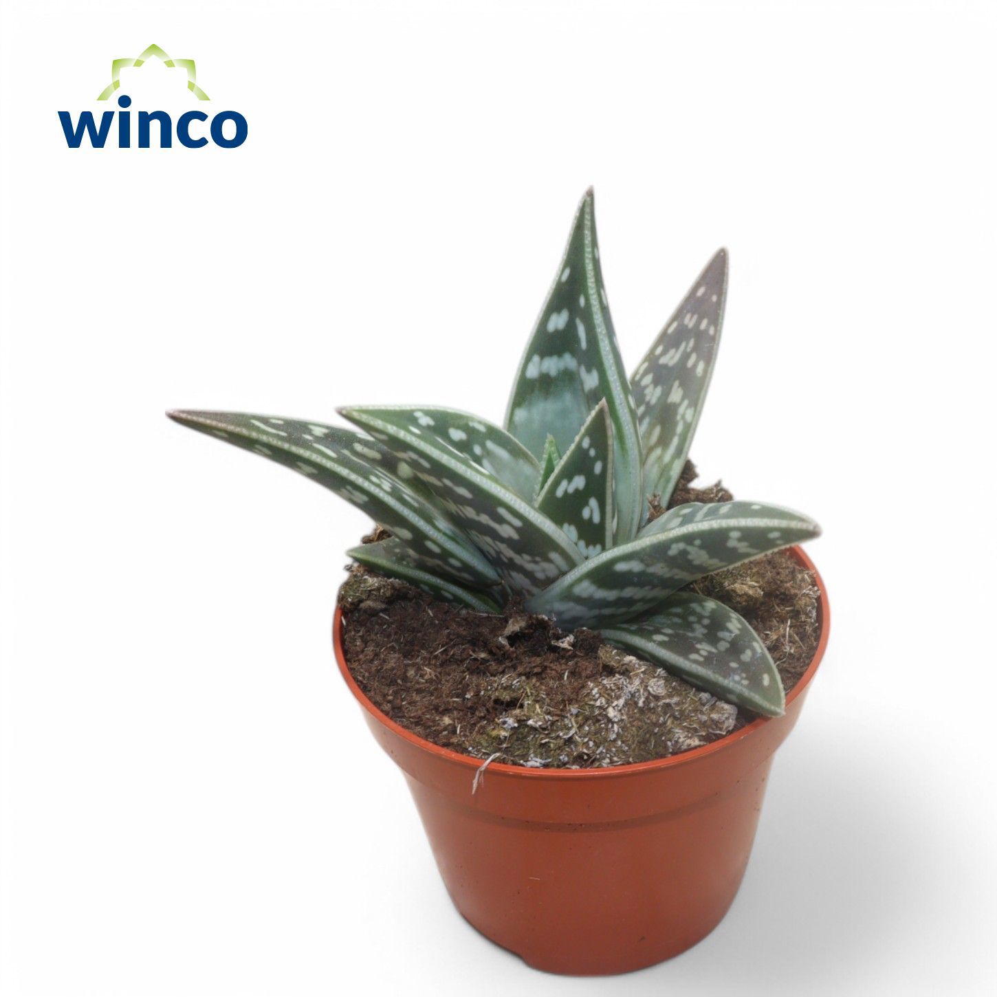 Горшечные цветы и растения оптом Aloe Variegata от 10шт из Голландии с доставкой по России