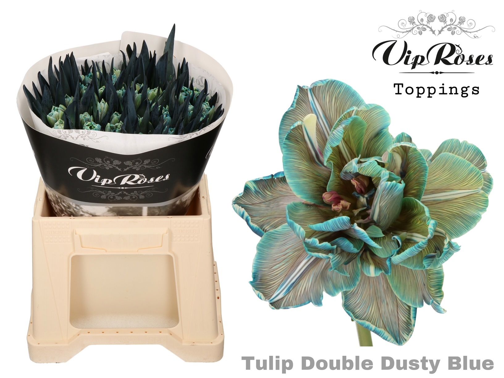 Срезанные цветы оптом Tulipa do paint dusty blue от 50шт из Голландии с доставкой по России