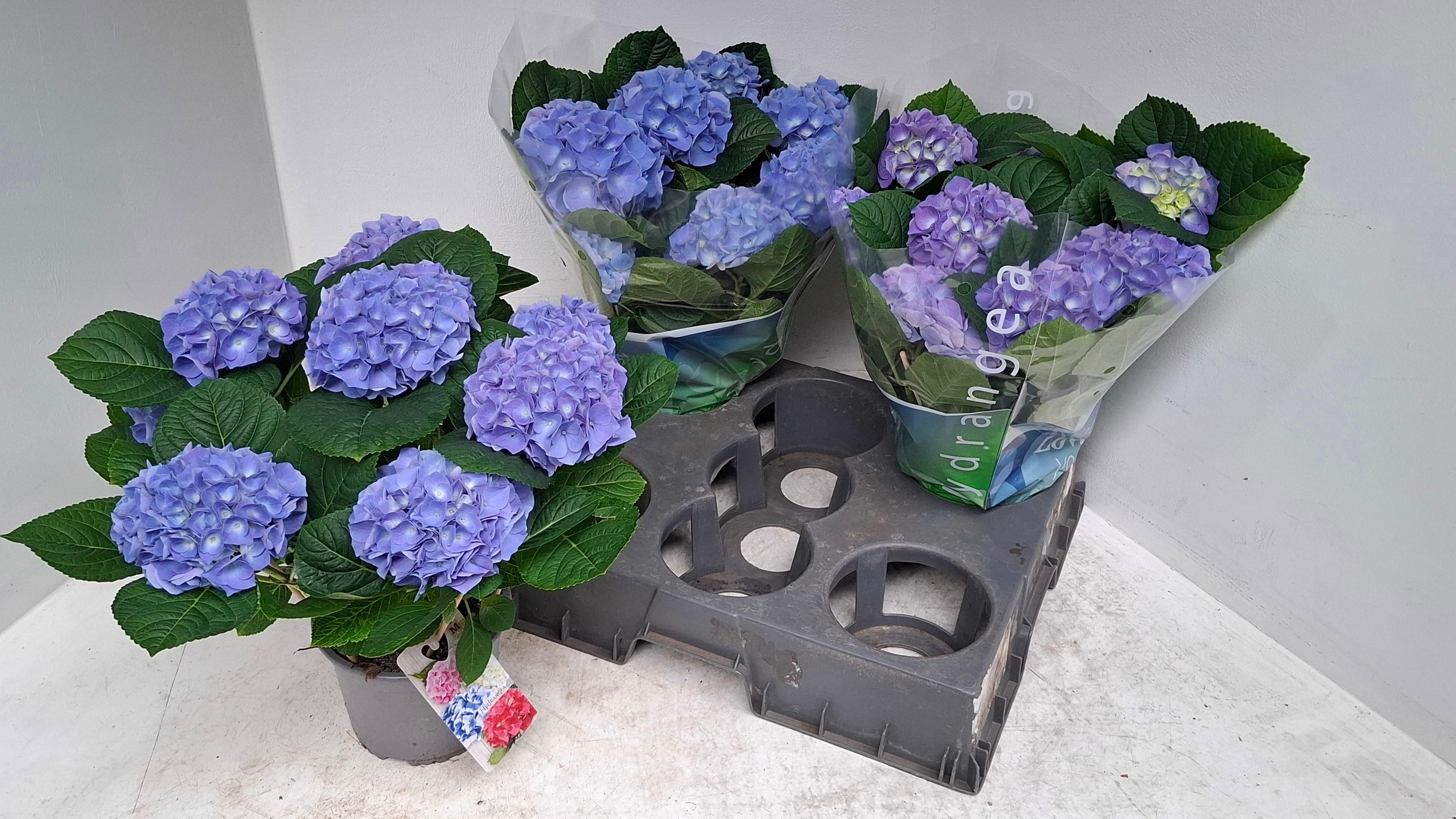 Горшечные цветы и растения оптом Hydrangea Ma Blauer Zwerg 5+ от 3шт из Голландии с доставкой по России