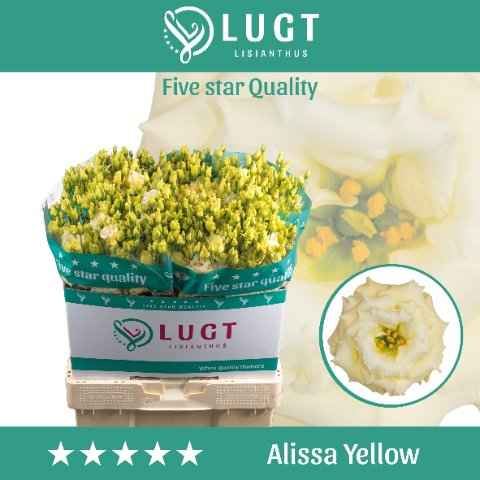 Срезанные цветы оптом Lisianthus do alissa yellow от 140шт. из Голландии с доставкой по России