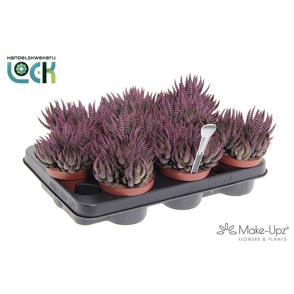 Горшечные цветы и растения оптом Haworthia Zebrina Make Upz Pink от 9шт из Голландии с доставкой по России