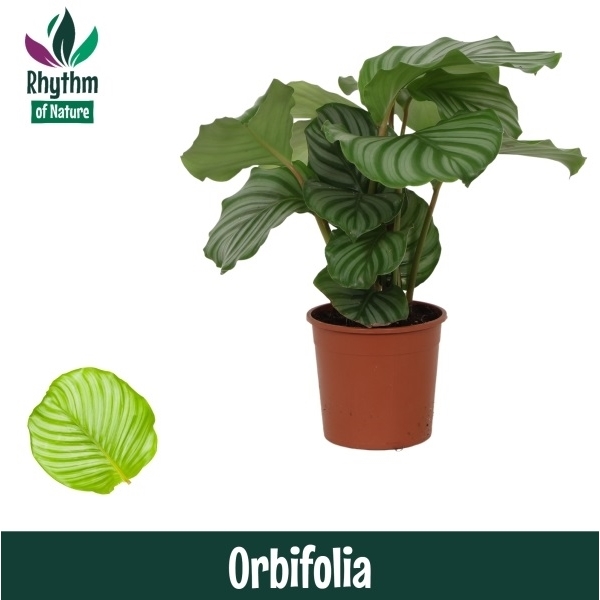 Горшечные цветы и растения оптом Calathea Orbiflolia (rhythm Of Nature) от 8шт из Голландии с доставкой по России