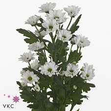 Срезанные цветы оптом Chrys sa bouncer от 75шт из Голландии с доставкой по России