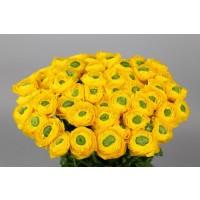 Срезанные цветы оптом Ranunculus clooney yellow от 50шт из Голландии с доставкой по России