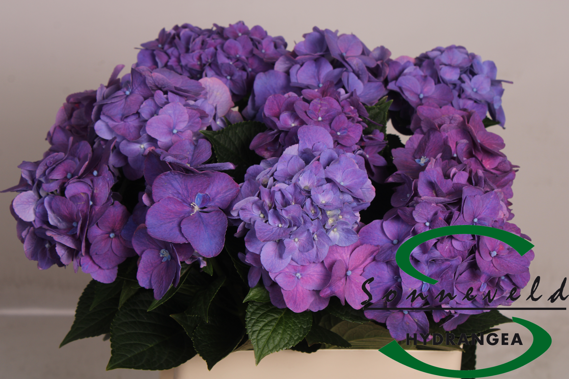 Срезанные цветы оптом Hydrangea rodeo purple от 10шт из Голландии с доставкой по России