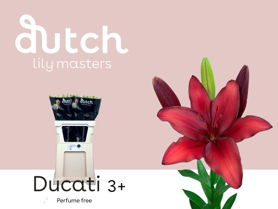 Срезанные цветы оптом Lilium la ducati от 60шт из Голландии с доставкой по России