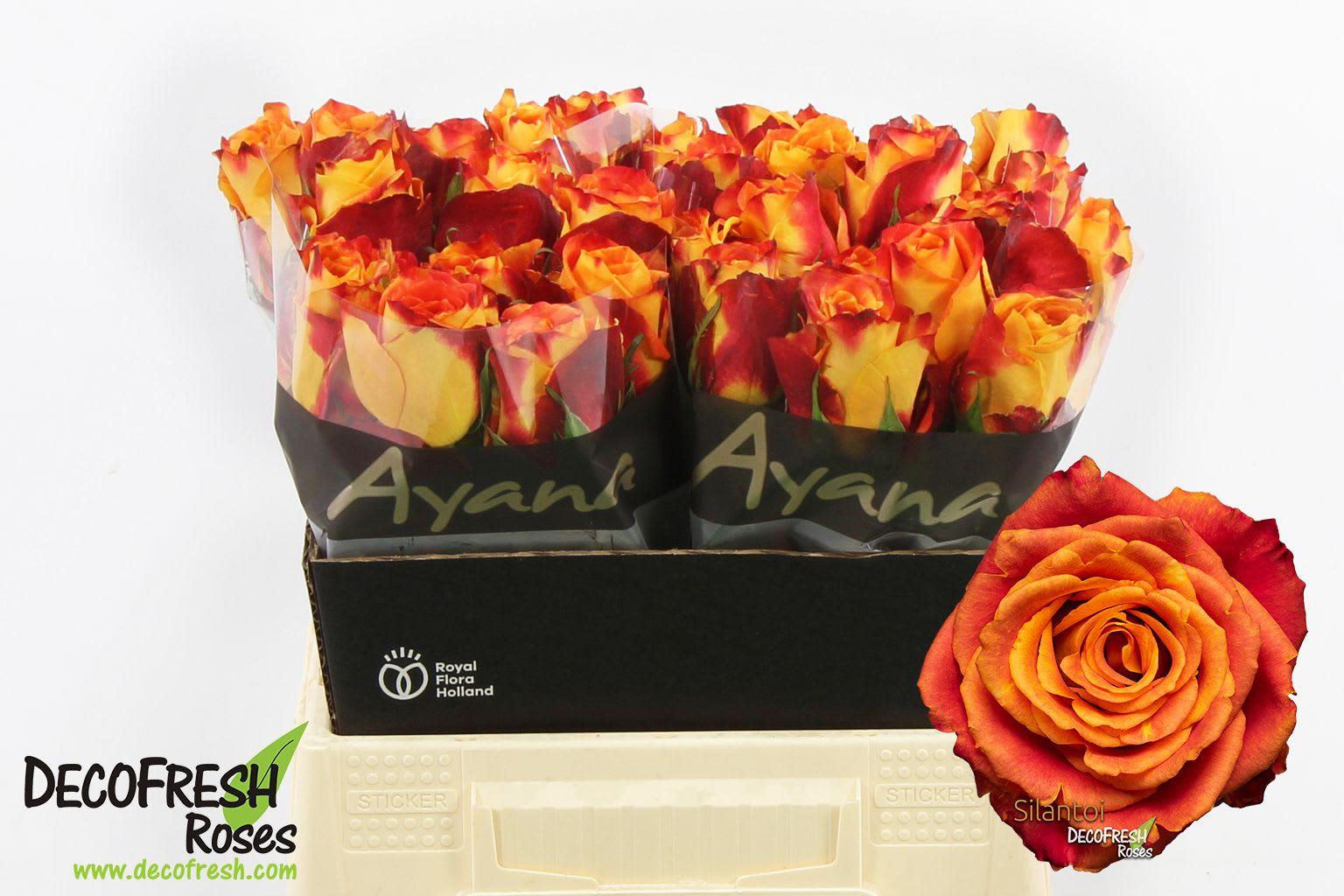 Срезанные цветы оптом Rosa large silantoi от 30шт из Голландии с доставкой по России