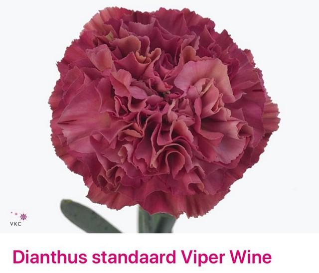 Срезанные цветы оптом Dianthus st viper wine от 80шт из Голландии с доставкой по России