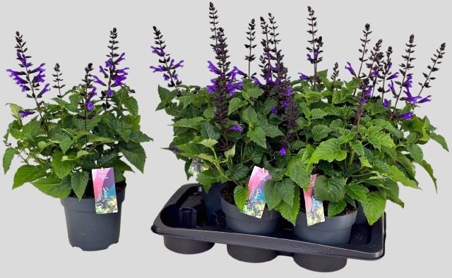 Горшечные цветы и растения оптом Salvia Lake Blueberr от 6шт из Голландии с доставкой по России