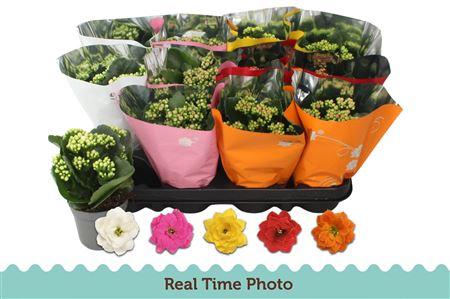 Горшечные цветы и растения оптом Kal Ge Gem 5 Kl * Spring Deal * от 12шт (для телеги) из Голландии с доставкой по России