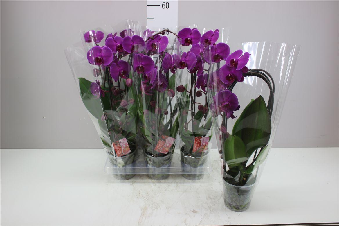 Горшечные цветы и растения оптом Phal Cascade Paars 2 Tak от 6шт из Голландии с доставкой по России