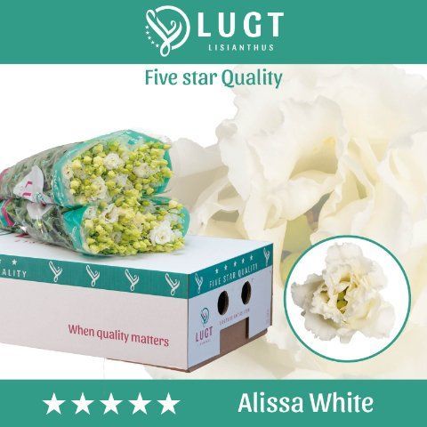 Срезанные цветы оптом Lisianthus do alissa white от 140шт из Голландии с доставкой по России