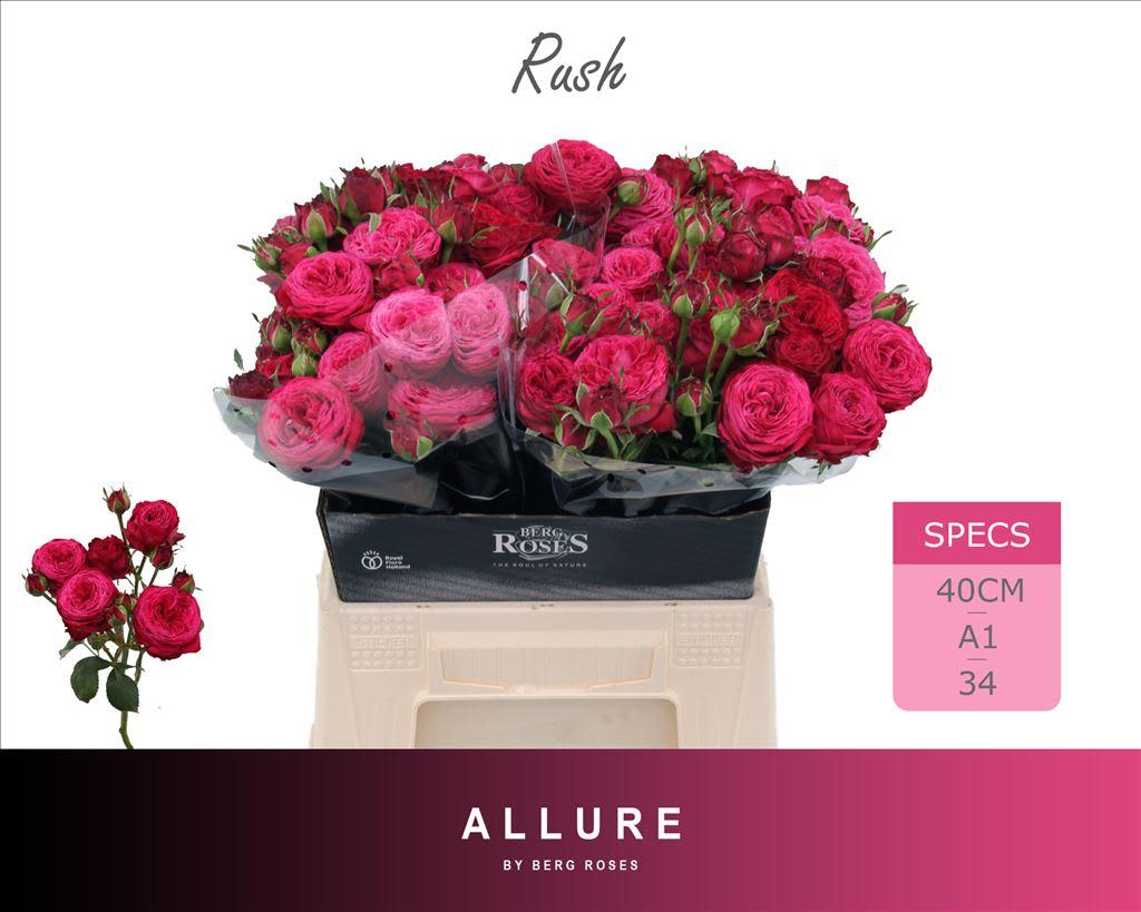 Срезанные цветы оптом Rosa spray rush от 20шт из Голландии с доставкой по России