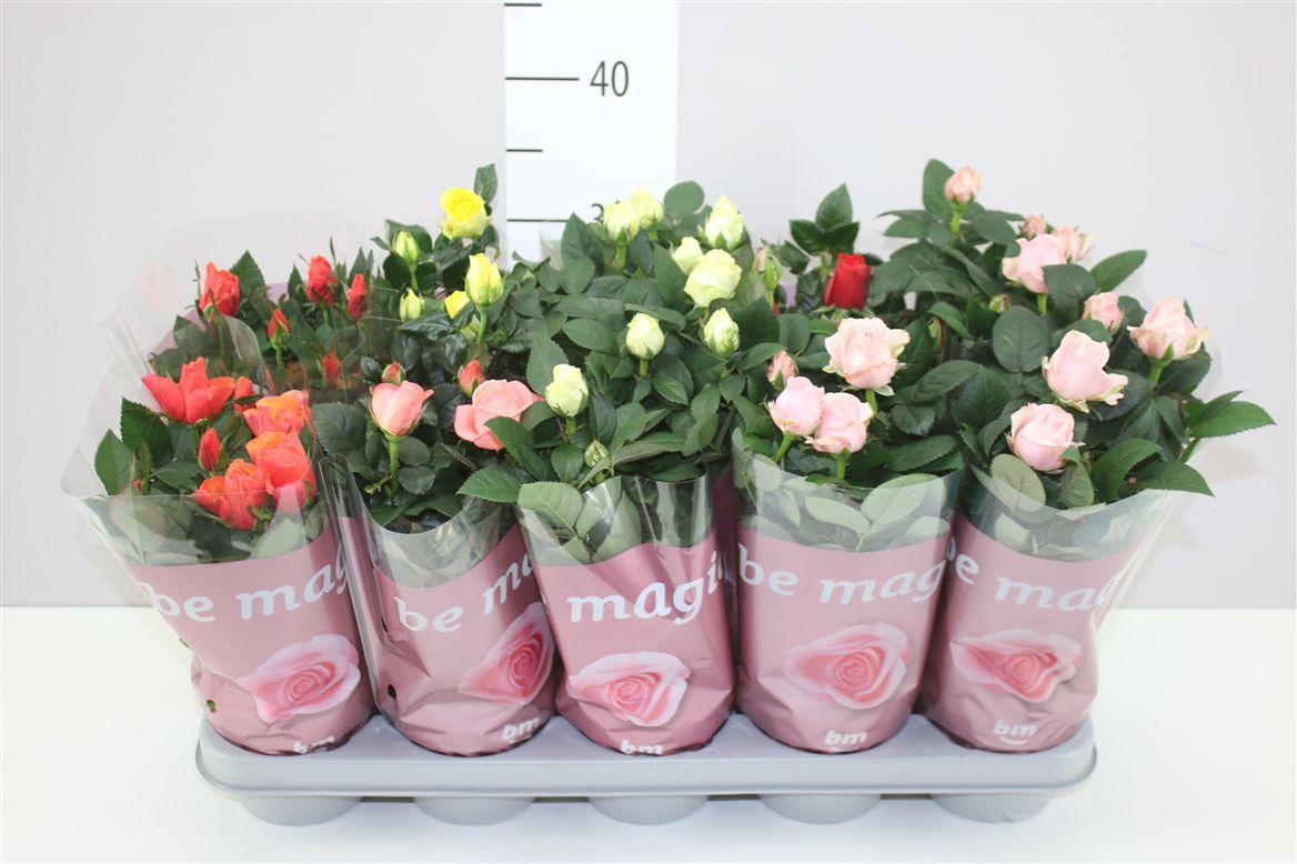 Горшечные цветы и растения оптом Rosa Beau Monde Gemengd от 10шт из Голландии с доставкой по России