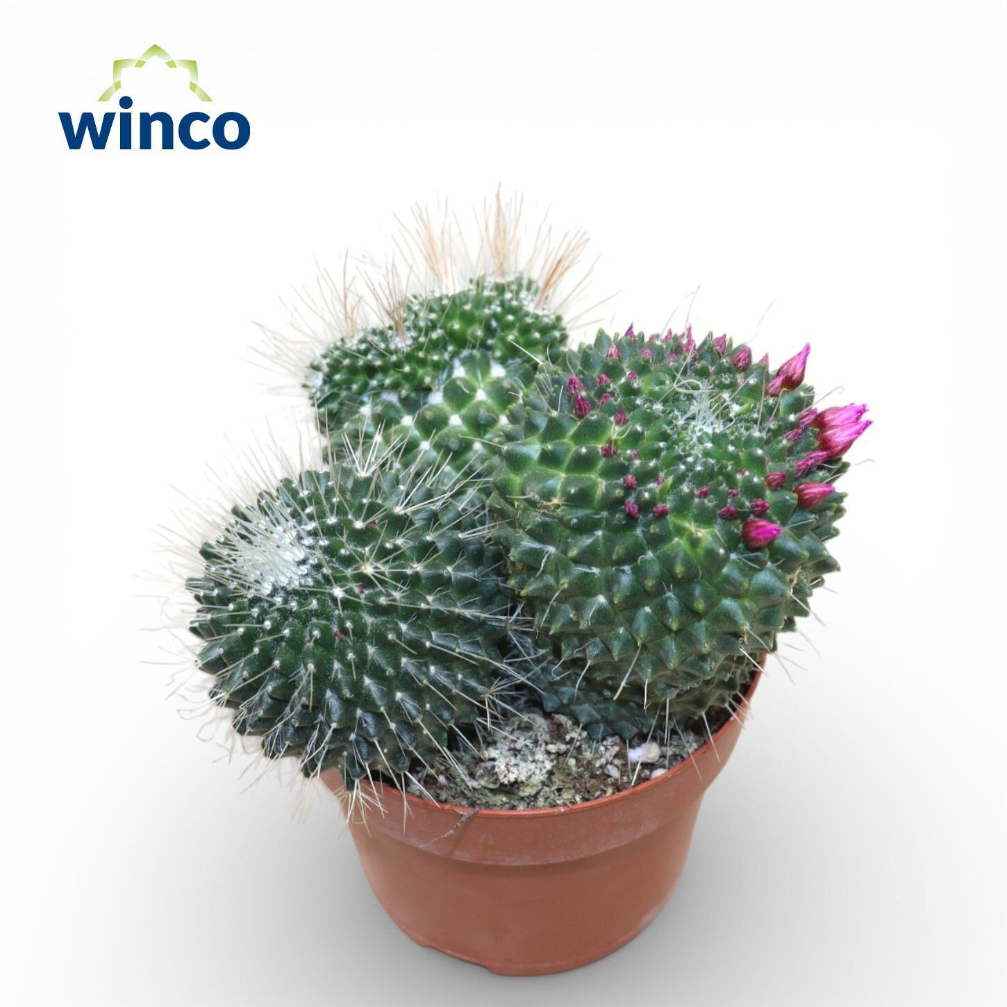 Горшечные цветы и растения оптом Mamm Sp Un Pico от 6шт из Голландии с доставкой по России