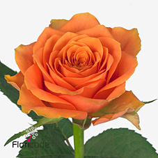 Срезанные цветы оптом Rosa large arancio от 50шт из Голландии с доставкой по России
