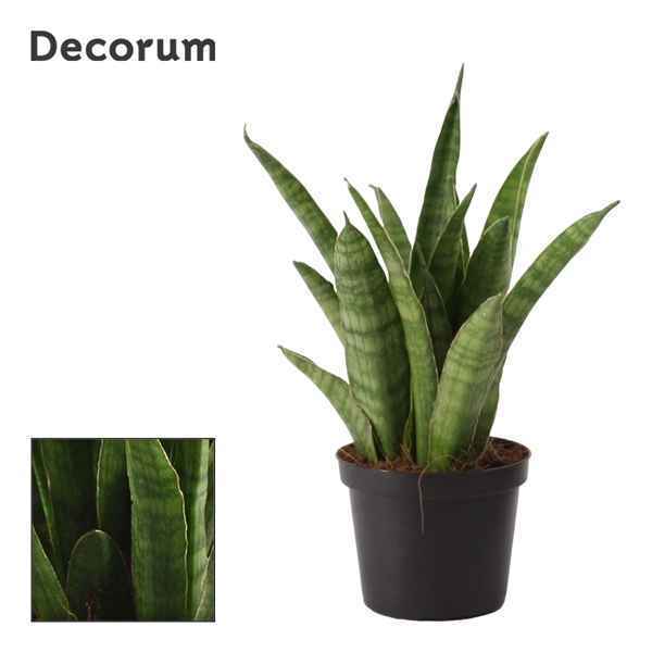 Горшечные цветы и растения оптом Sansevieria Javanica (decorum) от 18шт из Голландии с доставкой по России