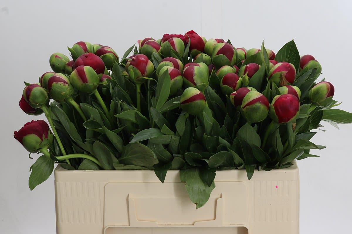 Срезанные цветы оптом Paeonia diana parks от 60шт из Голландии с доставкой по России