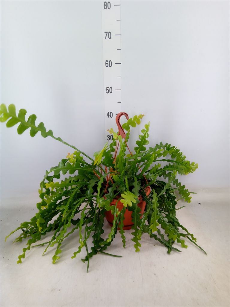 Горшечные цветы и растения оптом Epiphyllum Anguliger от 1шт из Голландии с доставкой по России