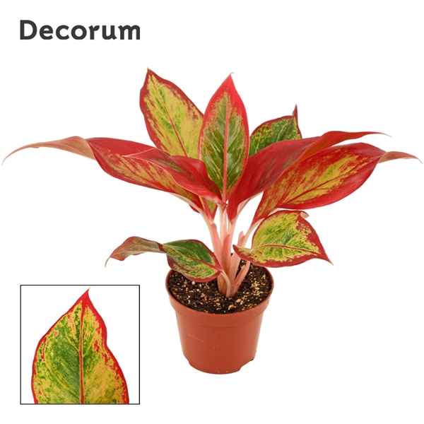 Горшечные цветы и растения оптом Aglaonema Red Fire (decorum) от 18шт из Голландии с доставкой по России