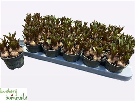 Горшечные цветы и растения оптом Muscari White Spear от 18шт (для телеги) из Голландии с доставкой по России