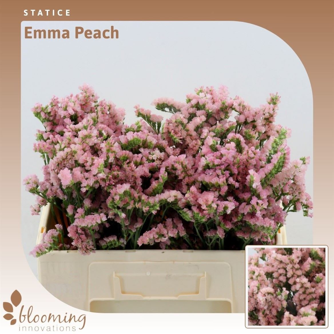Срезанные цветы оптом Statice emma peach+ от 950шт из Голландии с доставкой по России
