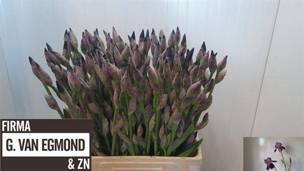 Срезанные цветы оптом Iris germanica purple от 100шт из Голландии с доставкой по России