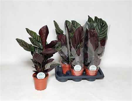 Горшечные цветы и растения оптом Calathea Sanderiana от 6шт из Голландии с доставкой по России