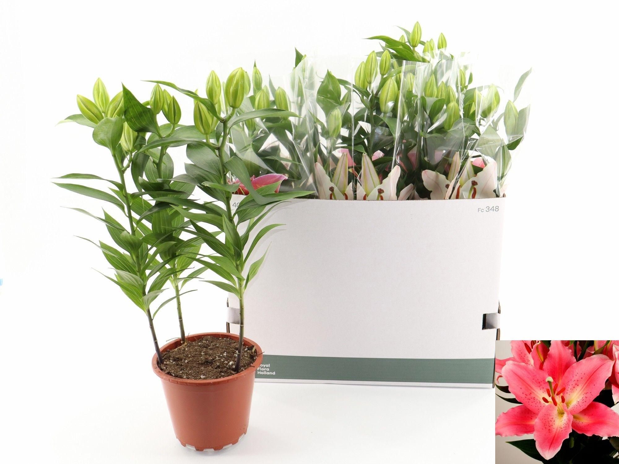 Горшечные цветы и растения оптом Lil Or Sunny Camino от 5шт из Голландии с доставкой по России