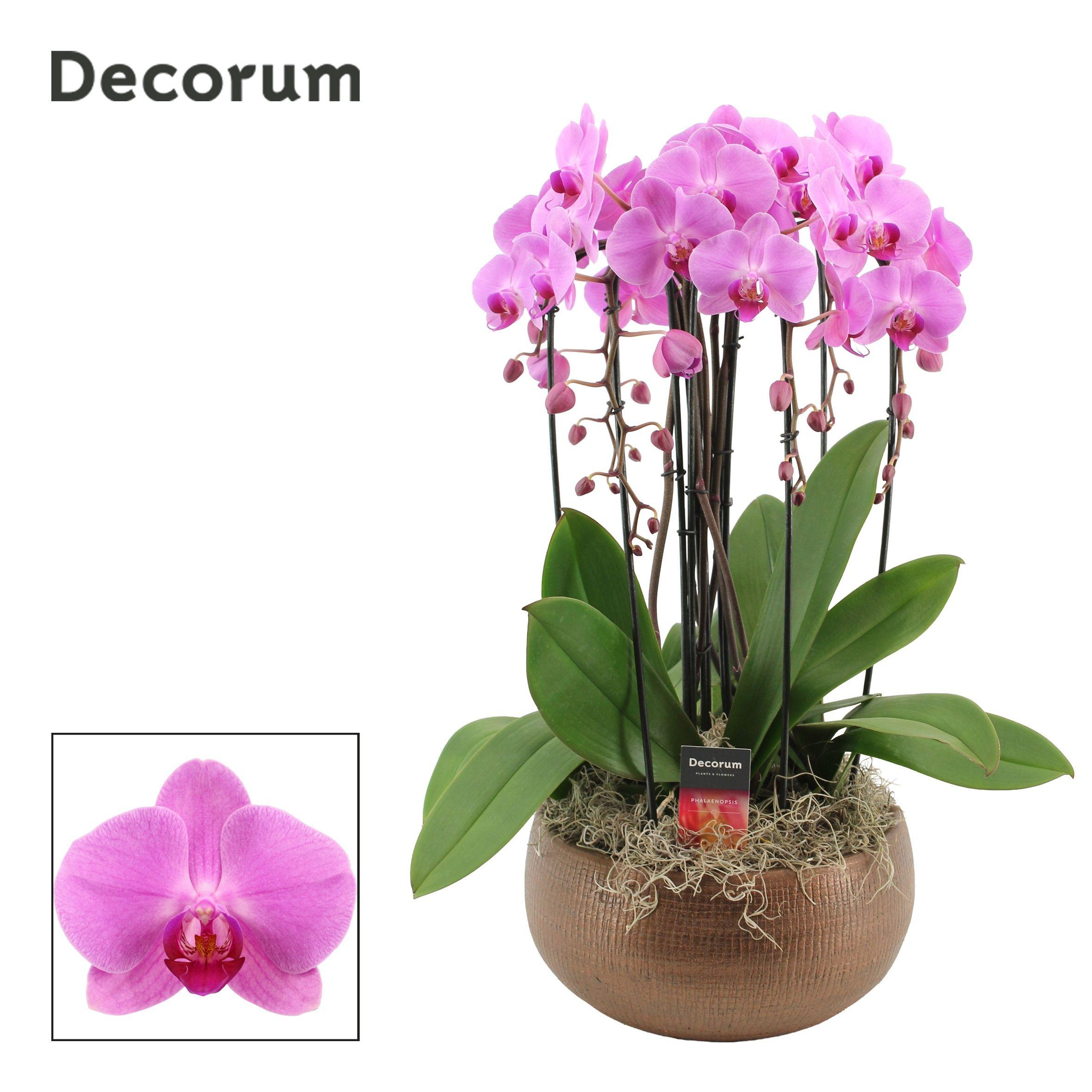 Горшечные цветы и растения оптом Phal Ov Roze от 1шт' из Голландии с доставкой по России