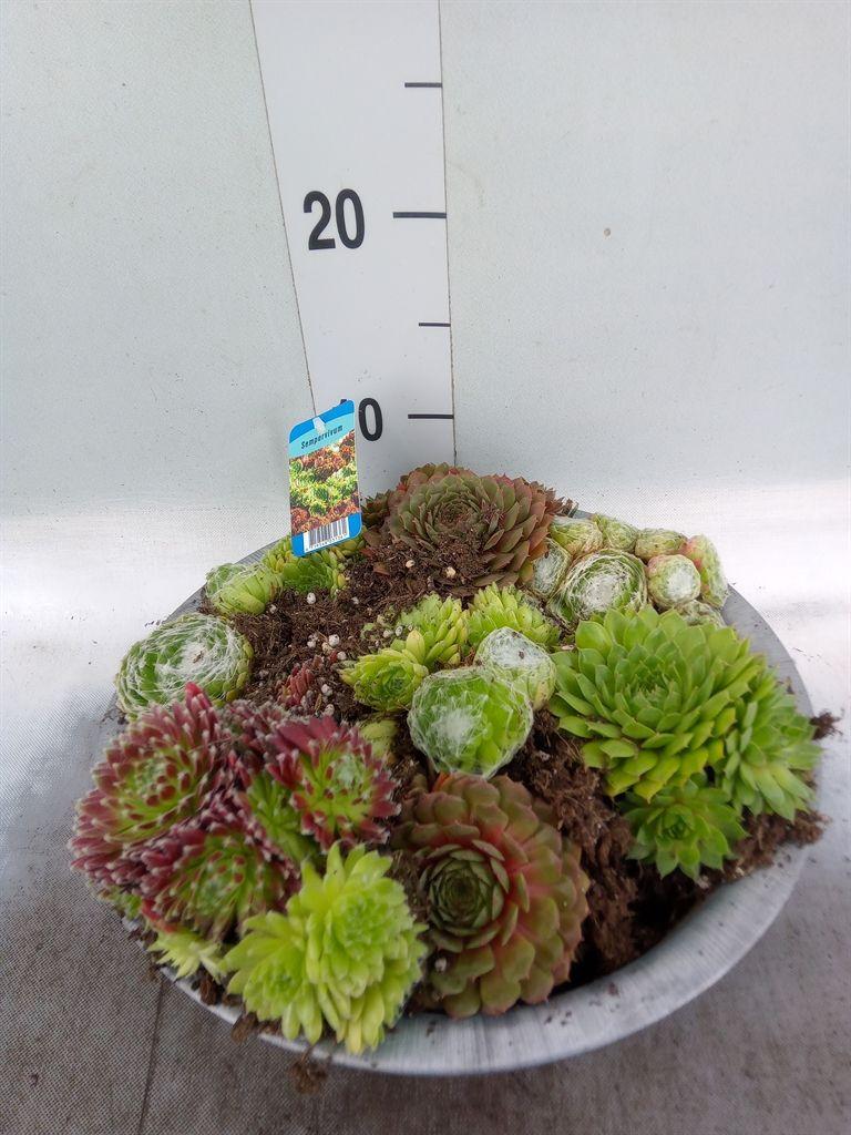 Горшечные цветы и растения оптом Sempervivum   ... от 1шт из Голландии с доставкой по России