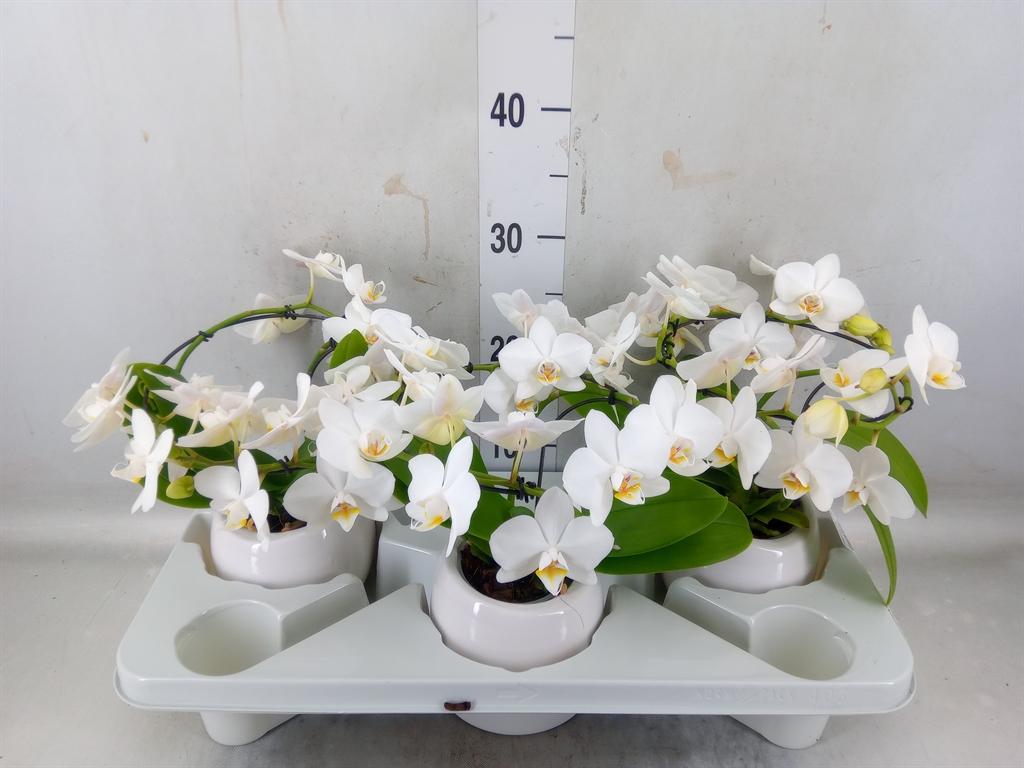 Горшечные цветы и растения оптом Phalaenopsis Multi.   ...white от 3шт (для телеги) из Голландии с доставкой по России
