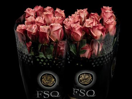 Срезанные цветы оптом Rosa ec havana от 40шт из Голландии с доставкой по России