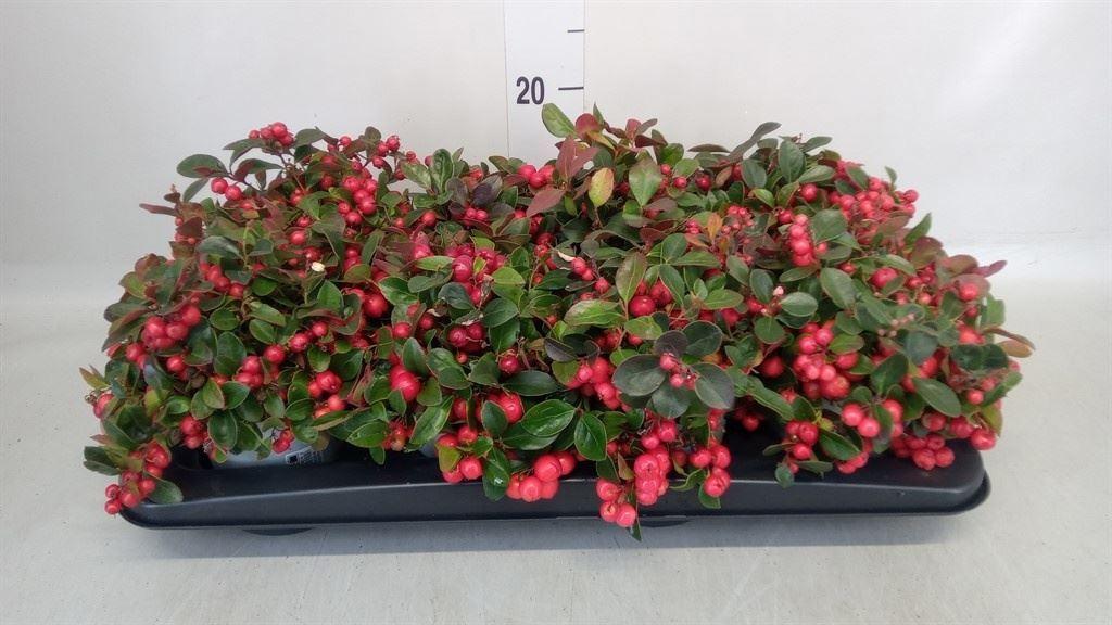 Горшечные цветы и растения оптом Gaultheria Proc. от 8шт из Голландии с доставкой по России