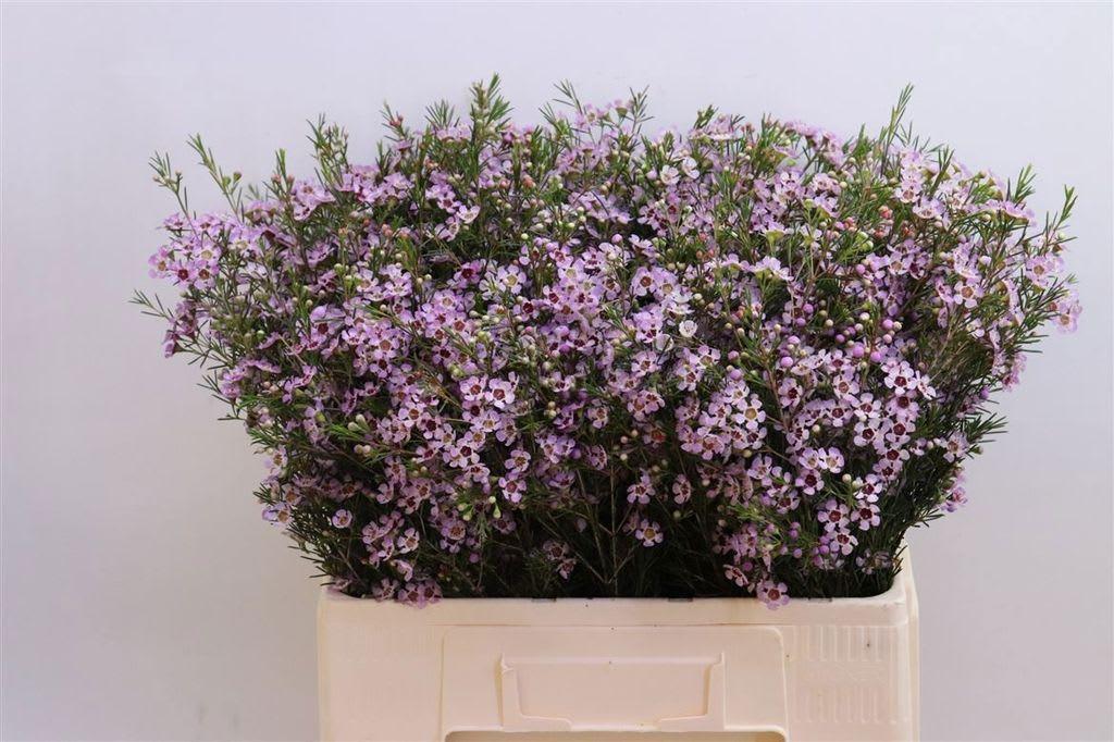 Срезанные цветы оптом Chamelaucium early nir от 100шт из Голландии с доставкой по России