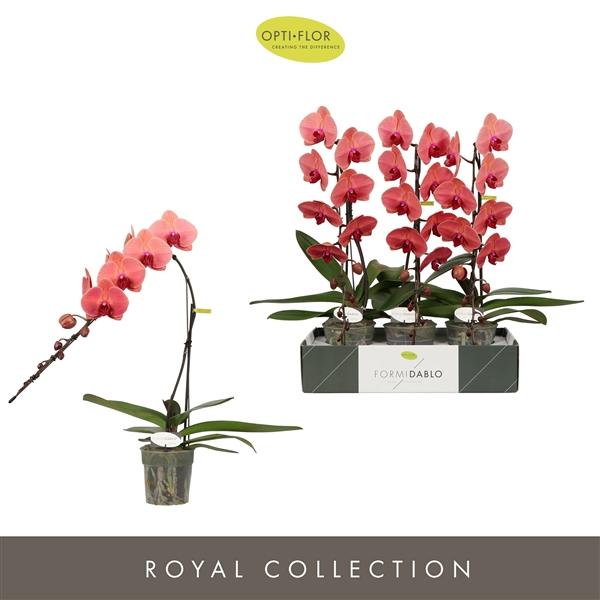 Горшечные цветы и растения оптом Phal Formidablo Victoria Falls от 3шт из Голландии с доставкой по России